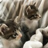 クリッとお目めの２匹兄妹(生後１ヶ月半） サムネイル7