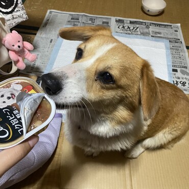 飯！