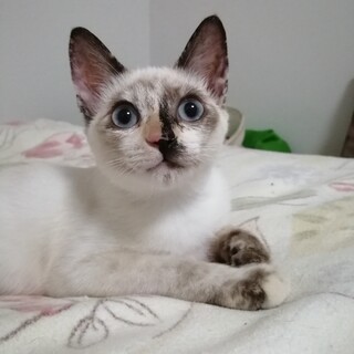 シャムミックス甘えん坊さん