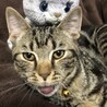 栃木・わんにゃん応援団ネコサブレ支部