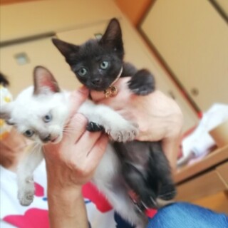 生後１ヶ月半★彩りこにゃんこ