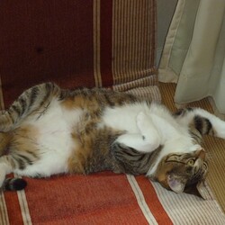 うちの猫達は、招き猫かな？