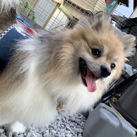 ぽんた