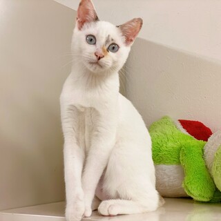 人が大好き♪ 甘えん坊すぎる子猫・白猫♪