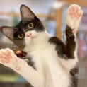 【動画】おめめぱっちり♪ 甘えん坊で元気♪ 白黒