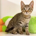 お膝の上が大好き♪ 甘えん坊なキジトラ子猫ちゃん♪