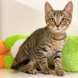 お膝の上が大好き♪ 甘えん坊なキジトラ子猫ちゃん♪