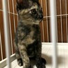 6ヶ月　3兄妹の残り福　サビ猫よもぎちゃん サムネイル4