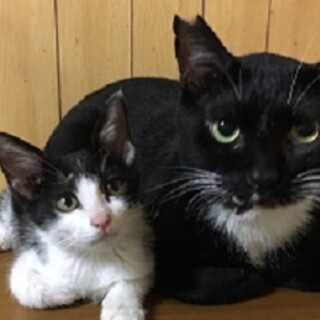 7歳半　白黒猫　穏やかなふくくん