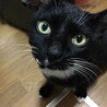 7歳半　白黒猫　穏やかなふくくん サムネイル3