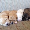 保護犬