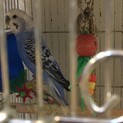 セキセイインコの里親様になってくださる方急募！
