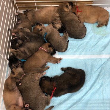 保護犬いっぱい
