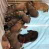保護犬いっぱい