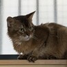 ずっとのお家を募集中 サムネイル3