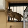 ずっとのお家を募集中 サムネイル4