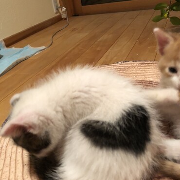 保護猫ハート