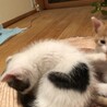 保護猫ハート