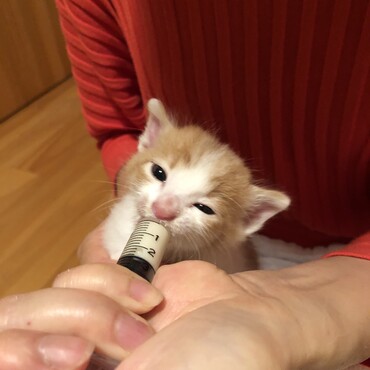 保護猫　ミルク