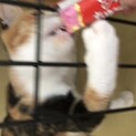 【里親募集】三毛猫の女の子　生後6ヶ月