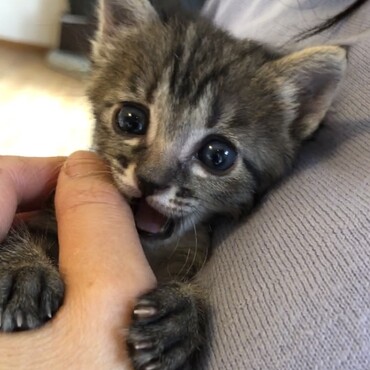 保護猫　天使