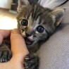 保護猫　天使