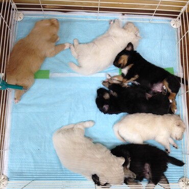 保護犬