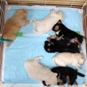 保護犬