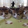 保護猫　3兄弟