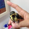 保護鳥　チッチ