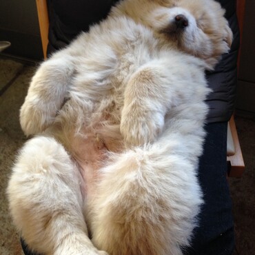 保護犬　リラックス
