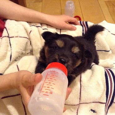 保護犬　ミルク