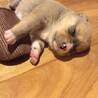 保護犬　タヌキ？