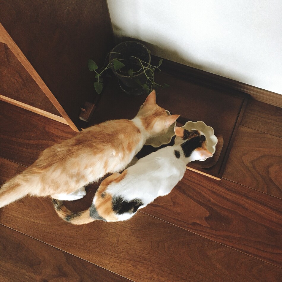 きなこのカバー写真