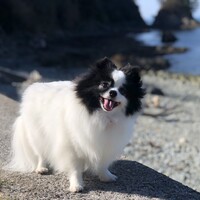 ミニー