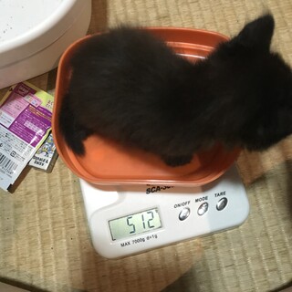 雑種のメス　子猫