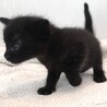 ⁂生後1ヶ月の黒猫りんちゃん⁂ サムネイル2
