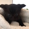 ⁂生後1ヶ月の黒猫りんちゃん⁂ サムネイル4