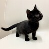 ⁂生後1ヶ月の黒猫りんちゃん⁂ サムネイル5