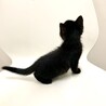 ⁂生後1ヶ月の黒猫りんちゃん⁂ サムネイル6