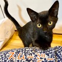 人が大好き！黒猫子猫スムージーちゃん