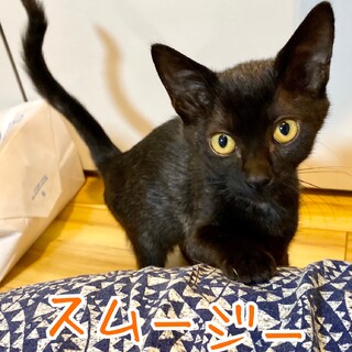 人が大好き！黒猫子猫スムージーちゃん