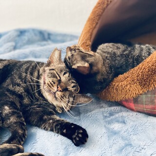 見ているだけで幸せになる２匹！【お留守番OK】