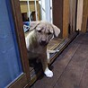 保護犬！里親様緊急募集！！ サムネイル2