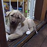 保護犬！里親様緊急募集！！ サムネイル4