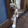 保護犬！里親様緊急募集！！ サムネイル5