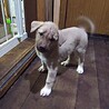 保護犬！里親様緊急募集！！ サムネイル6