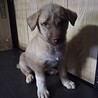 保護犬！里親様緊急募集！！ サムネイル7