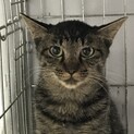 まん丸お目々のキジトラちゃん