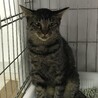 まん丸お目々のキジトラちゃん サムネイル2